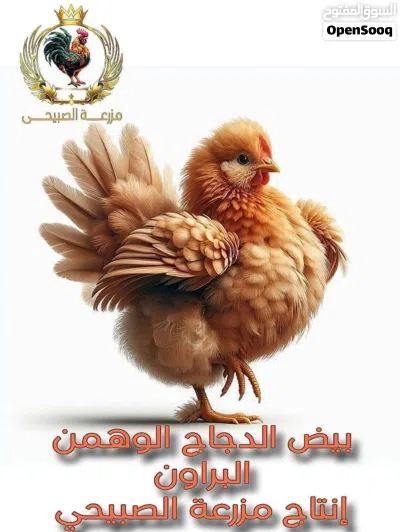بيض دجاج لوهمان براون 2