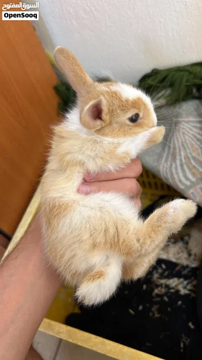 Netherland Dwarf mix rabbit 2