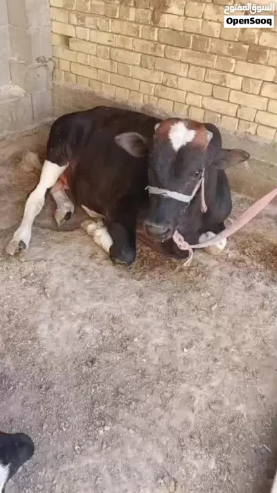 عجل للبيع مكان حي بغداد 3