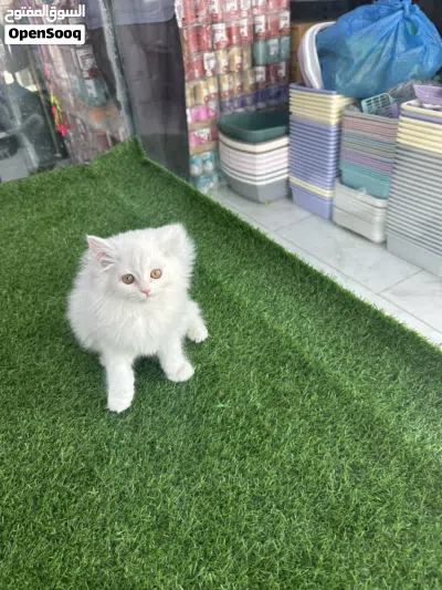 قطط شيرازي بكي فيس بيو عمر شهرين 2