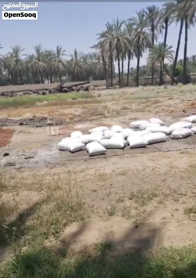 تمر نفيعه للبيع 2