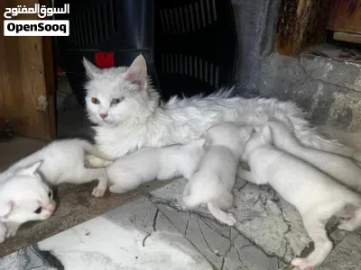 بزون مع اطفالها عدد 5 للبيع 2