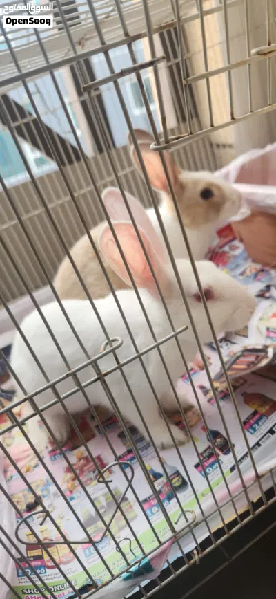 Healthy and Friendly Pet Bunny Available - PET ONLY 3