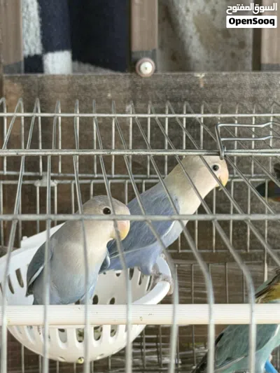 طيور روز حبات قلم صحة ونظافة 4