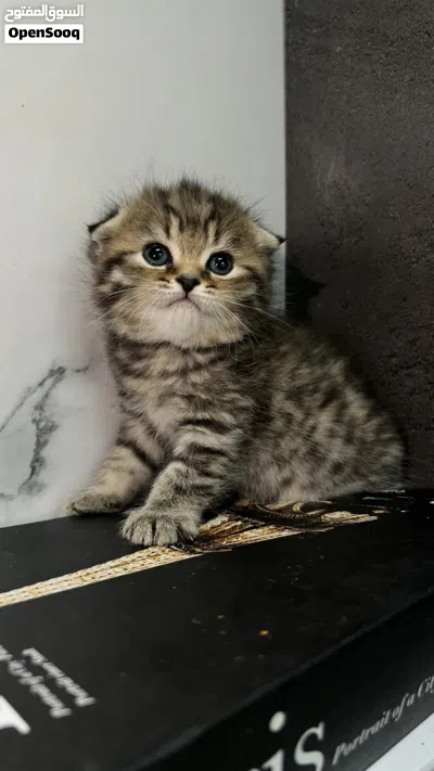 قطط سكوتش ستريت وسكوتش فولد 2