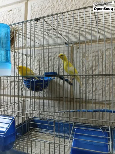 كنار للبيغ 3