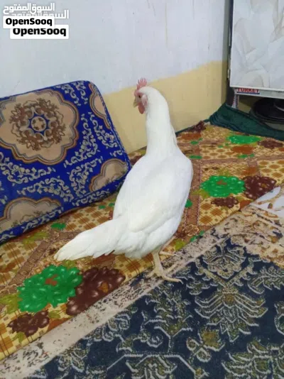 دجاج 2 كوجي و2 عرب اصلي مكان في التنومه 2