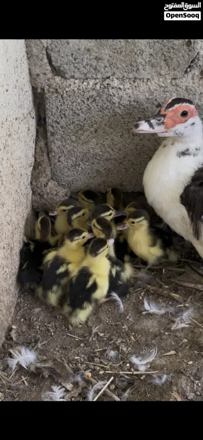 أرانب عمانيه وبط مصري المكسوفي 2