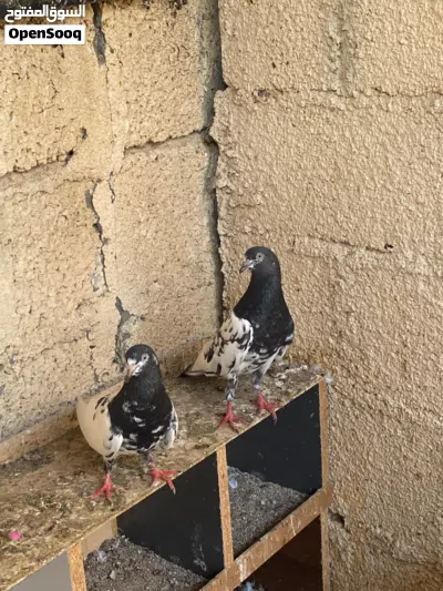 حمام باكستاني مطيار الوصف مهم 2