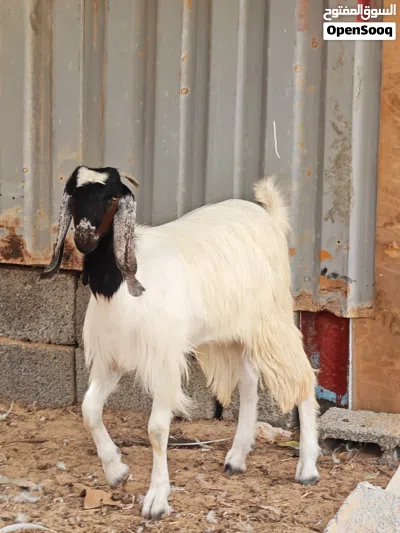 2 معـزات ربي يبارك نظاف 3