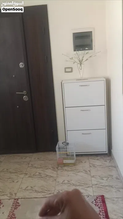 عصفور روز مروض فل ريش تام ناشط ونظيف 3