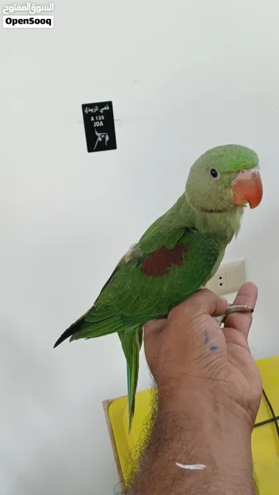 فراخ كساندرا+ دره فايلت 4