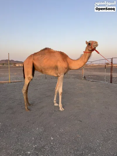 للبيع قعود 4