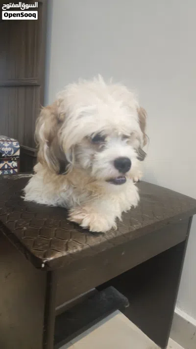 Two Male Purebred Maltese for sale! 3