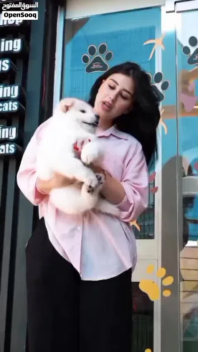 بسعر مغري تشاو تشاو التفاصيل موضحه بالفيديو 2