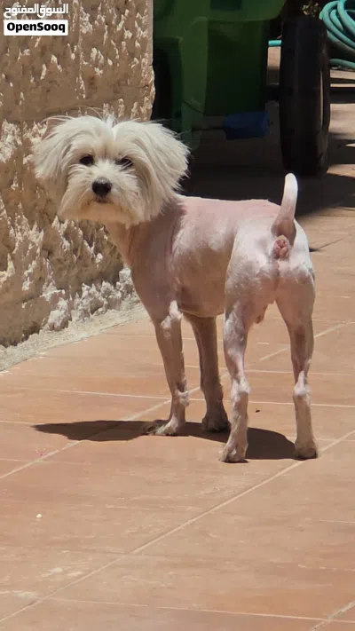 كلب عدد 2 dog 4