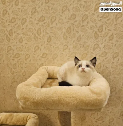 Ragdoll راغدول 2