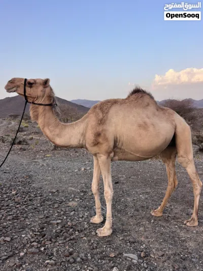 ناقه مدني وسلاله طيبه 3