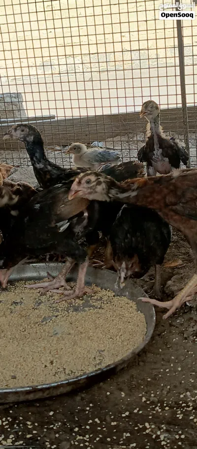 دجاج باكستاني اصل بنجابي سندي 3
