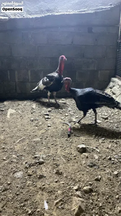 دياكه روميه ذكور العدد 3 2