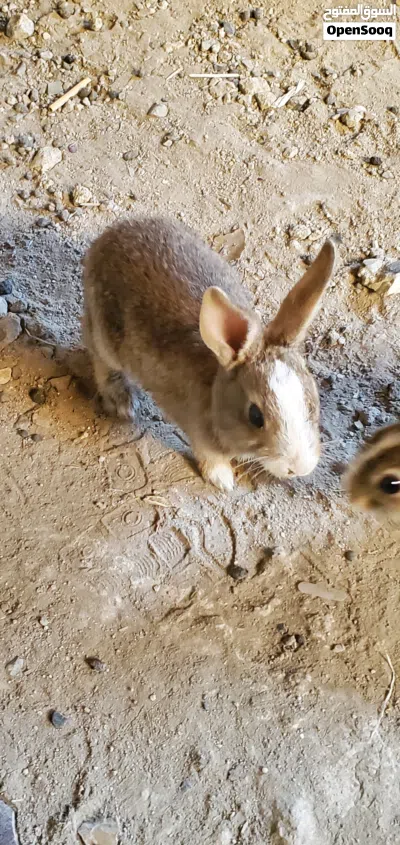 أرانب صغار عُمر شهرين للبيع 4