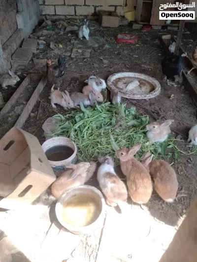 omani rabbits for sale 2