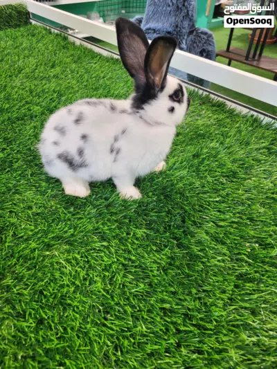Dalmatian Rex rabbit 2