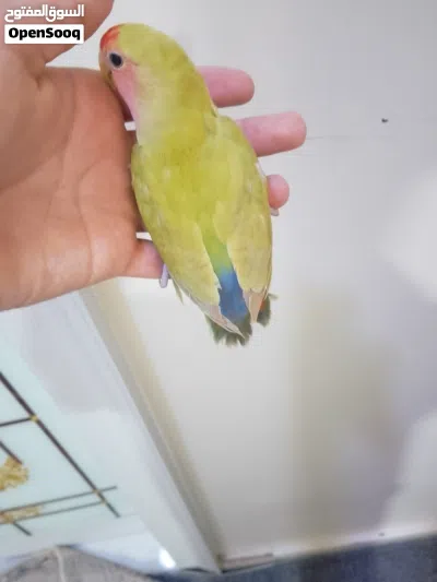 طيور اليف روز 2