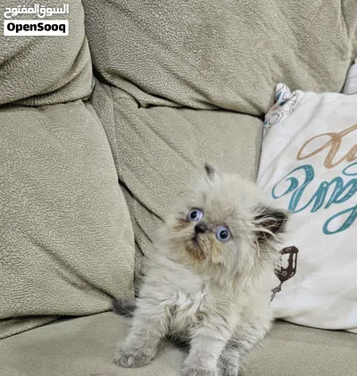 Himalaya cat هملايا هاف بيكي 2