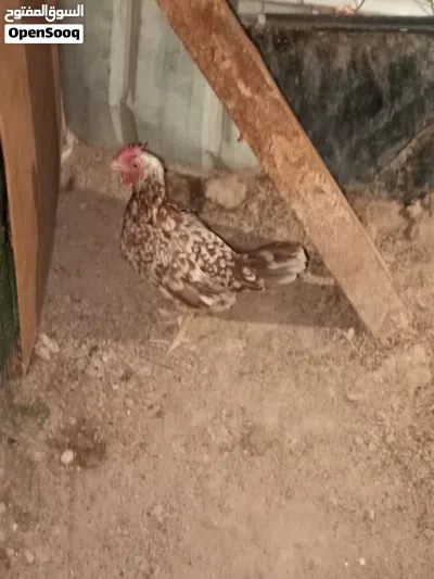 سلام عليكم دجاج عرب بي بياض وبي بعده فراريج كلهن ينباعن شلع 3