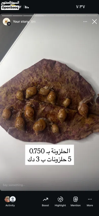 حلزون افريقي عملاق للبيع 4