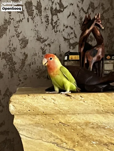 ببغاء كوكتيل ذكر وببغاء الروز أنثى للبيع 4