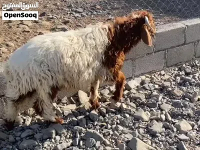 كبش نعيمي للبيع 2