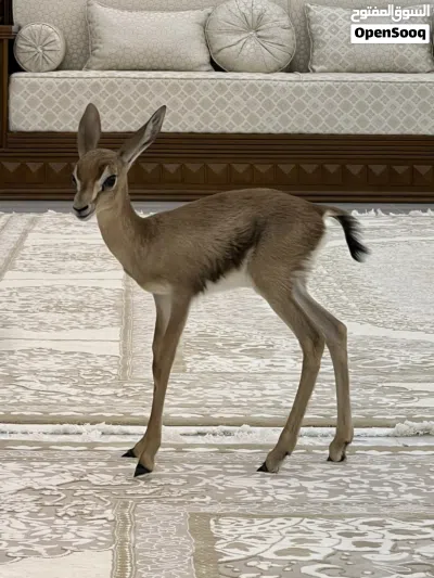الغزال العربي الديماني 4