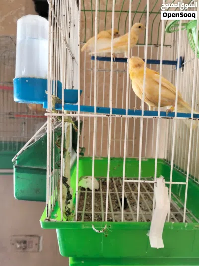 7حبات كنار للبيع 3