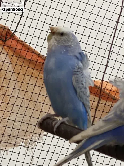 البيع بادجي هوجو جاهزين 3