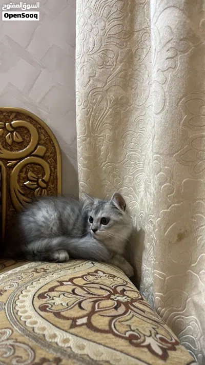 قطه شيرازيه للبيع 2