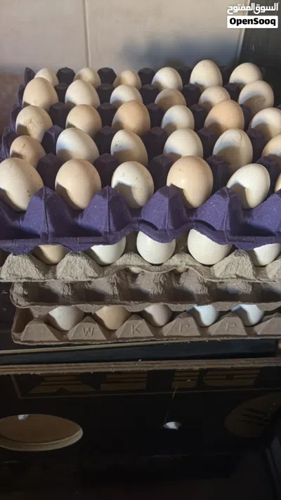 بيض سمان للبيع quail eggs for sale 2