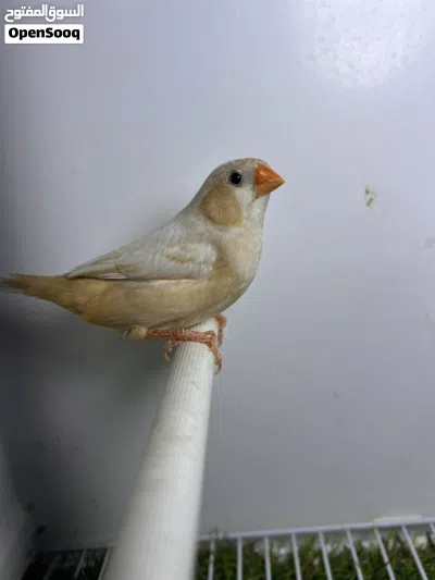 جوز فل اورنج 4