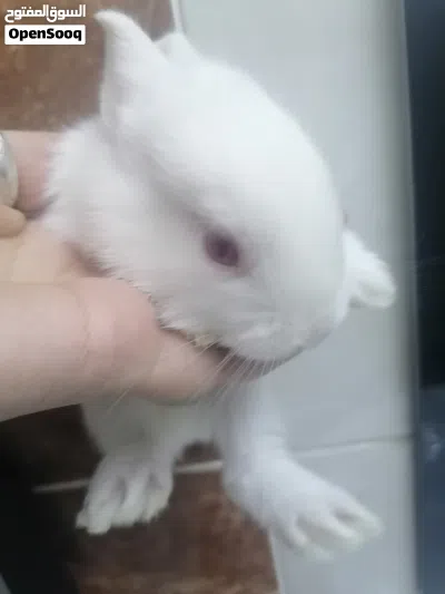 أرنب صغيرة أليف 3