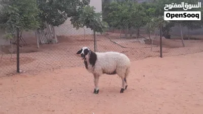 فطيمه وطنيه ربي يبارك عمرها ف7شهور ونص سلاله مشالله سليمه العيوب.. 3