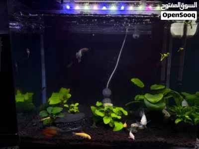 polar parrot, gourami fish 2