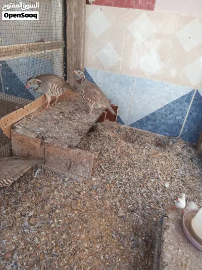 للبيع طائر الحجل عدد ذكرين وانثى 3