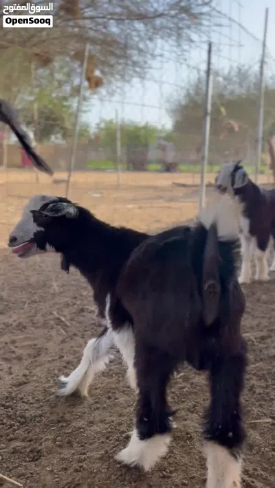 البيع تيوسه امورهم طيبه مايشكن من شي 3