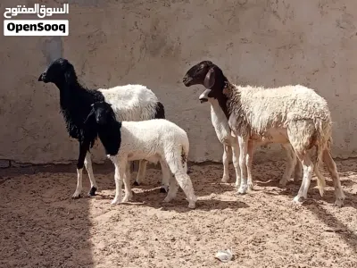 السلام عليكم زوز بركوسات والدات تحتهم خروف خروف ضنوتهم ربي ايبارك وحده مش امبدله او وحده كيف بدلت 3