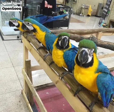 Hand-Raised Blue and Gold Macaw Babies for Sale: Tamed & Talking Delivery in Saudi Arabia and Kuwait 3
