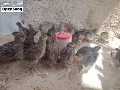 متوفر فري مشكل الوان بزة بتجنن عُمر 28 يوم 3