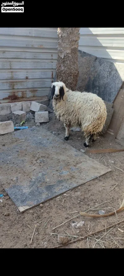 نعجه خشنه تنفع كصابه وتنفع جني 4