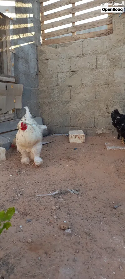 دجاج براهما للبيع 3