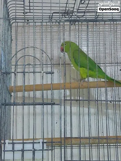 ببغاء دره هندي 4